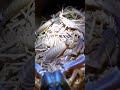 This Scorpion Mom Guards Her Brood Like Nothing Else #wildlife #shorts