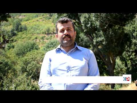 لە گوندەکانی سەردەشت سماق شكاندنه وه ده ستیپێكردووه