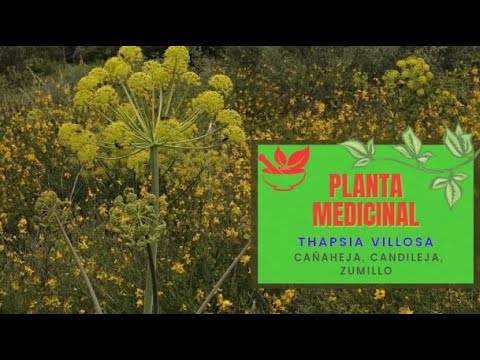 Vídeo: Pol·linitzadors del mig oest superior: jardins per a pol·linitzadors a la regió central nord-est