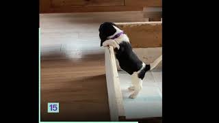 funny animal escapes