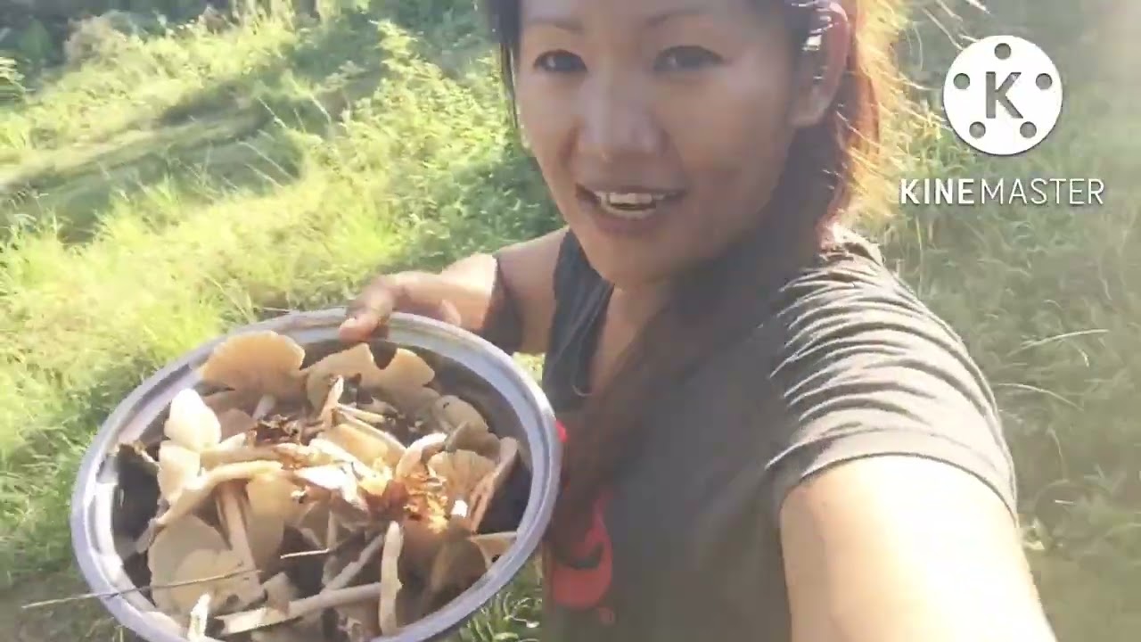 Picking wild mushrooms YouTube