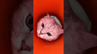 Big Stick in Ear 😱 | Crazy Comedy Reaction😂🤣🤣😁😁😁