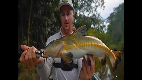 Người đàn ông câu cá ở sông Amazon. Toàn cá khủng giá trị