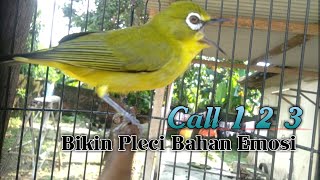 CALL DOBEL PLECI 123 BIKIN EMOSI LAWAN