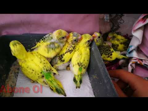 BEBEK KUŞ ALTLARI NASIL TEMİZLENİR 🐦