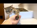 無感情だけどしっかり握手してくれる猫