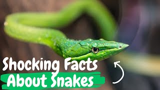 10 Top Crazy Facts About Snakes, that Will Shock You  Because You May Not Know! by Somil facts corner 749 views 1 year ago 7 minutes, 46 seconds