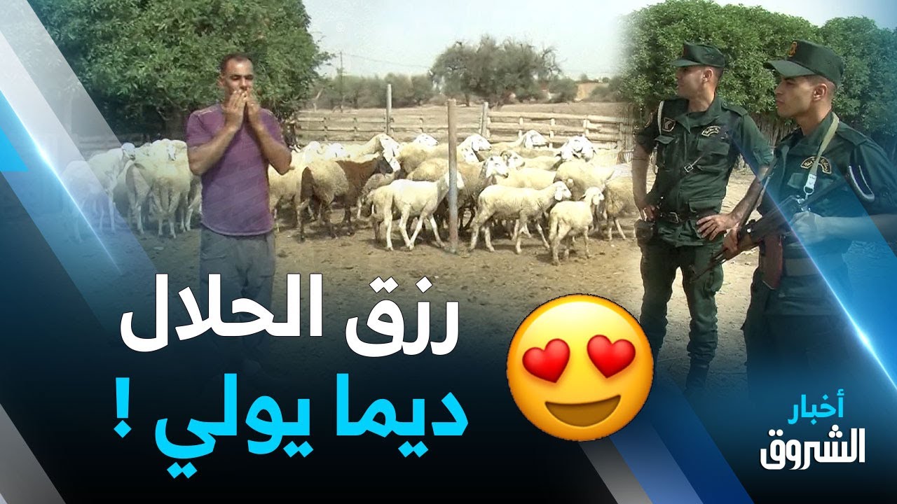هكذا إسترجع الدرك الوطني 112 رأسا من الغنم بعد أن تمت سرقتها في بلدية مطمور بمعسكر ..