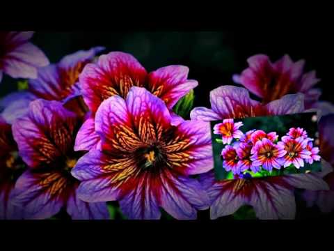 Җырлый Равиль Ситдиков