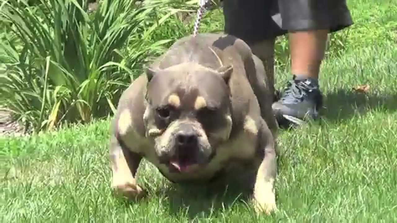 American Bully Blue Tri Color Prince Jr. - Youtube