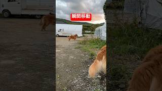 瞬間移動からの巌流島#shorts #puppy #goldenretriever #ゴールデンレトリバー #愛犬 #山の神 #釈迦