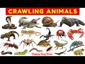35 Crawling Animals for Kids 🐍🕷️ | Learn Insects &amp; Reptiles with Fun Animal Facts | Bugs Learning
