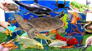 Relaxing Aquarium Stocking: Adding Beautiful Fish !fire eel fish,cute axolotl,sleeper fish