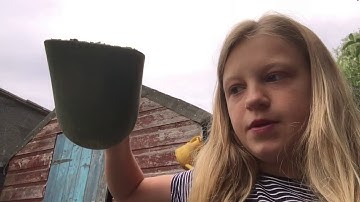 Chickens Morning Routine