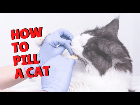 How To Pill A Cat | @Twocrazycatladiesofficial #shorts