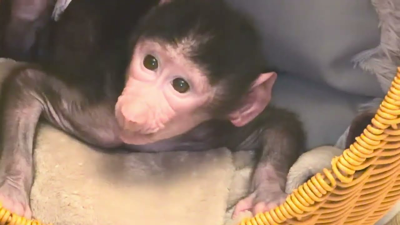 Николь продолжает на меня обижаться, а Финик с ней пересвистывается❤️