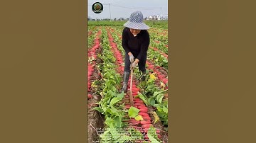#farming #زراعة #explore حصاد الفجل الأحمر: Red radishes harvesting.
