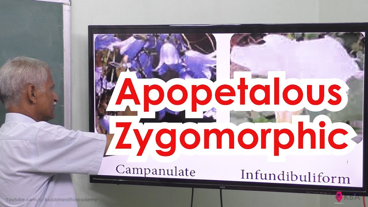 26.Botany Reproductive Morphology Apopetalous zygomorphic YouTube