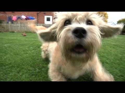 Video: Uw telefoon kan helpen Huisdieren weer samen te brengen die verloren zijn gegaan tijdens orkaan Harvey