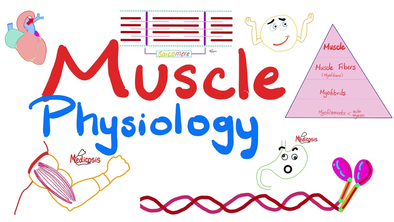 Muscle Structures  Actin Myosin  I band A band H zone M line  Physiology Lectures