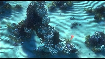 Finding Nemo   Short Term Memory Loss