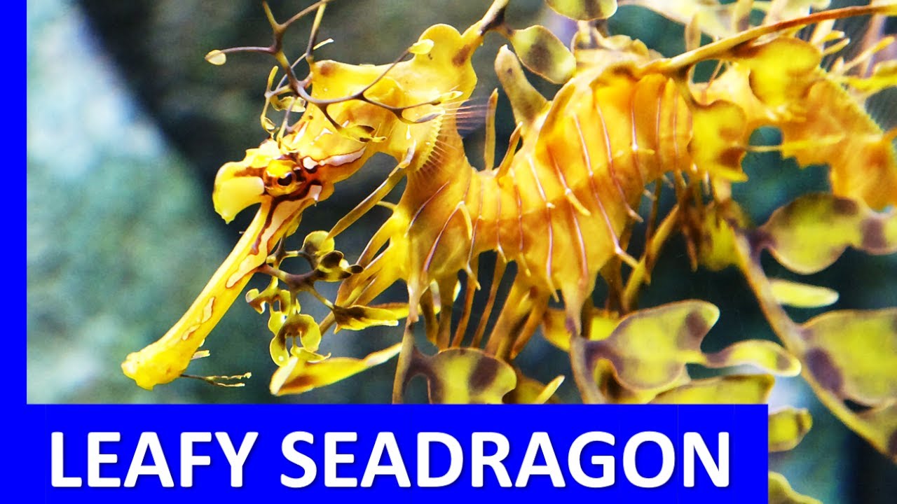 Seahorse? Dragon? You MUST know the Leafy seadragon