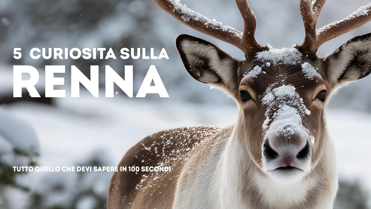 "Tutto Quello che Devi Sapere in 100 Secondi" - 5 CURIOSITA SULLA RENNA