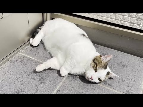 「夏の地面は熱かった」と身に染みた猫