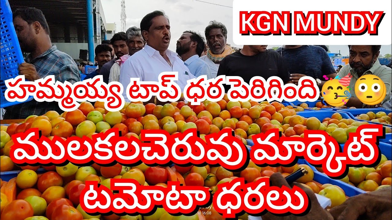 15-02-25 Mulakalacheruvu Tomato Market price Today || Today Tomato Market Rate in Mulakalacheruvu