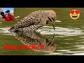 Tip how to capture great bird photos using a common street puddle Shot on a Sony A1 and 200-600