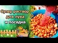 СУПЕР РАСТВОР ДЛЯ ПОДГОТОВКИ ЛУКА СЕВКА. ПОСАДКА В ОТКРЫТЫЙ ГРУНТ.