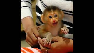 Pathetic !! Baby Monkey TORO Wants To Hug Mom