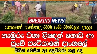 කොහේ යන්නද මම මේ මාමලා දාලා ගැඹුරු වගා ළිඳෙන් ගොඩ ආ පුංචි පැටියාගේ දාංගලේ