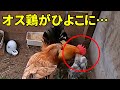 【飼育崩壊の危機】とんでもないことが起きました… 114話目