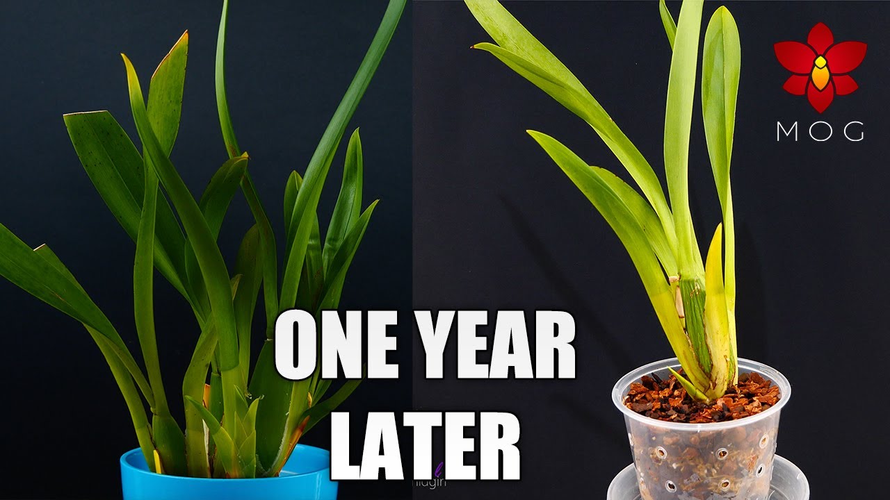 Sick Oncidium Orchids after a Year of Recovery! - Patience pays off 🌱😍