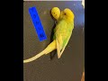 インコのいる家その２マラカス編　セキセイインコ　スパングル
