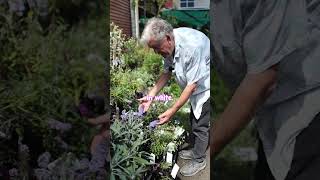 Bring All The Butterflies To Your Yard With Buddleja