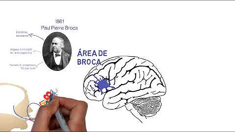 ¿Dónde se localizan el área de Broca y Wernicke y qué papel juegan en el lenguaje?