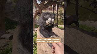 Super Cute Whitefaced Saki Facts animals