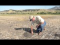 Opening a pocket gopher lateral tunnel