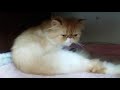 Подготовка к родам персидской  кошки