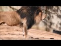 Black Maned Lion Roaring