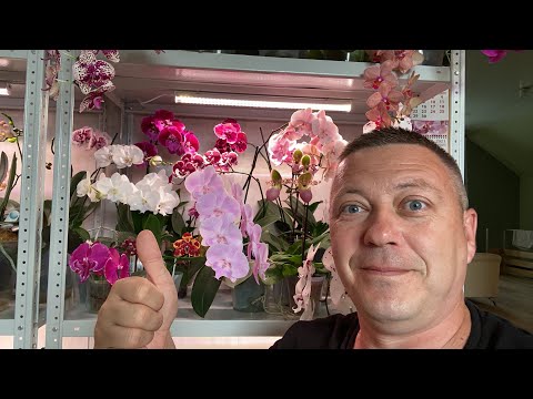 Video: Орхидея өчүп калды: мындан ары эмне кылуу керек, анын ичинде жебе менен