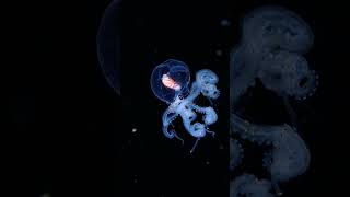 Juvenile wunderpus in blackwater scuba dive 🐙✨
