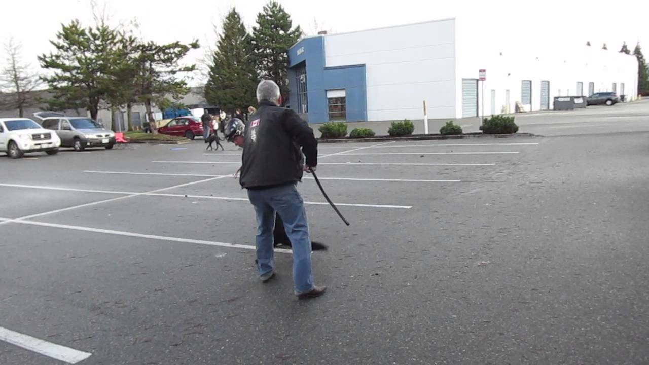 Protection/Detection  Dog for Sale, - SOLD -