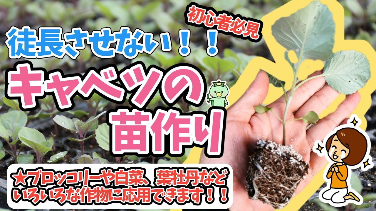 モヤシになったらそこで負け～徒長させない！秋のキャベツ苗のつくり方解説~初心者必見！！【がっちり苗】【イネニカ】【水管理】