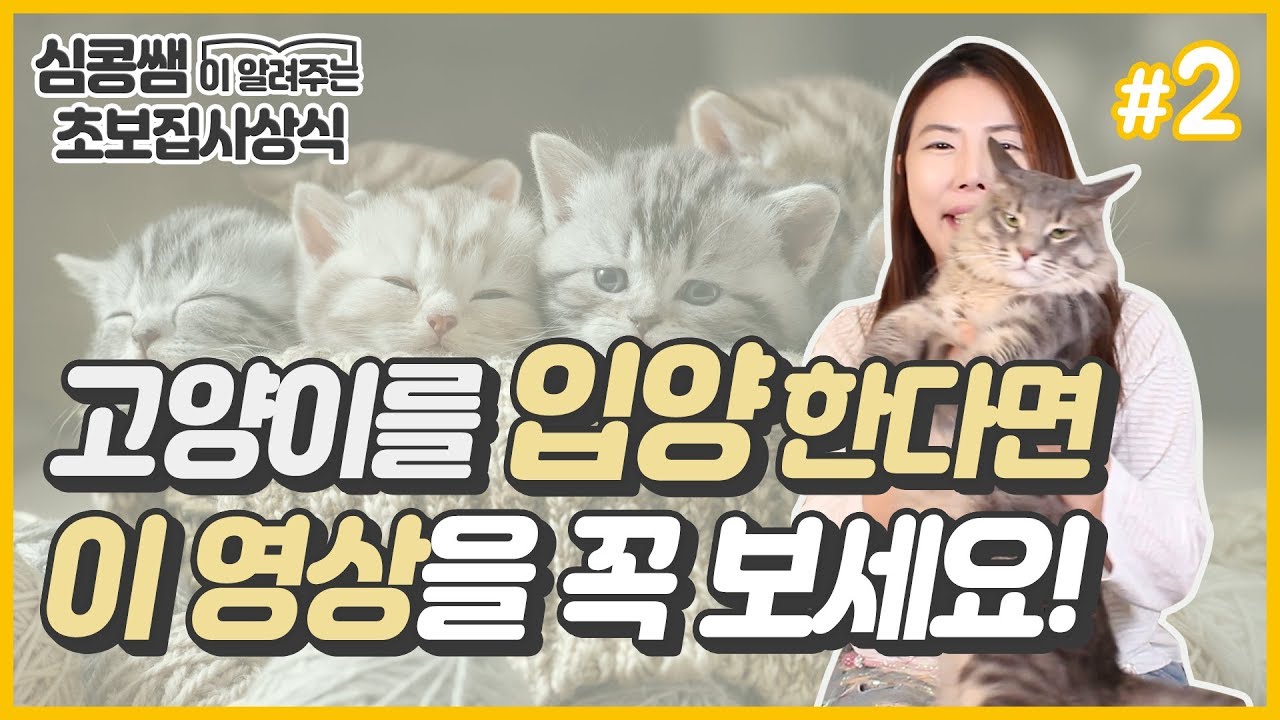 [초보집사상식 #2]고양이 데려오는(입양하는)방법!