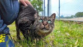 The cat by the pond tried to run away but still wanted to be petted