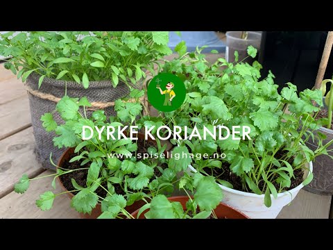 Video: Korianderfrø: Hvordan dyrke koriander