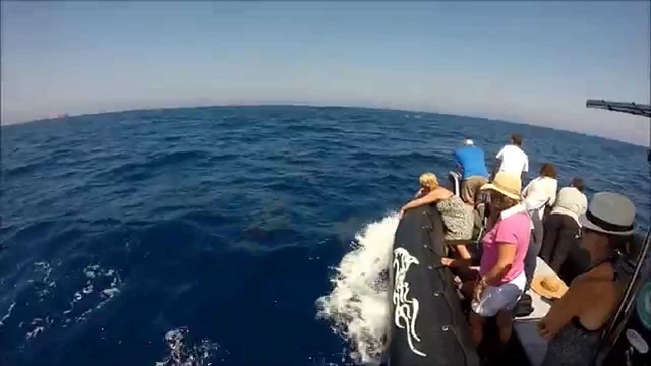 Atlantide Bandol dauphins 2015 - YouTube